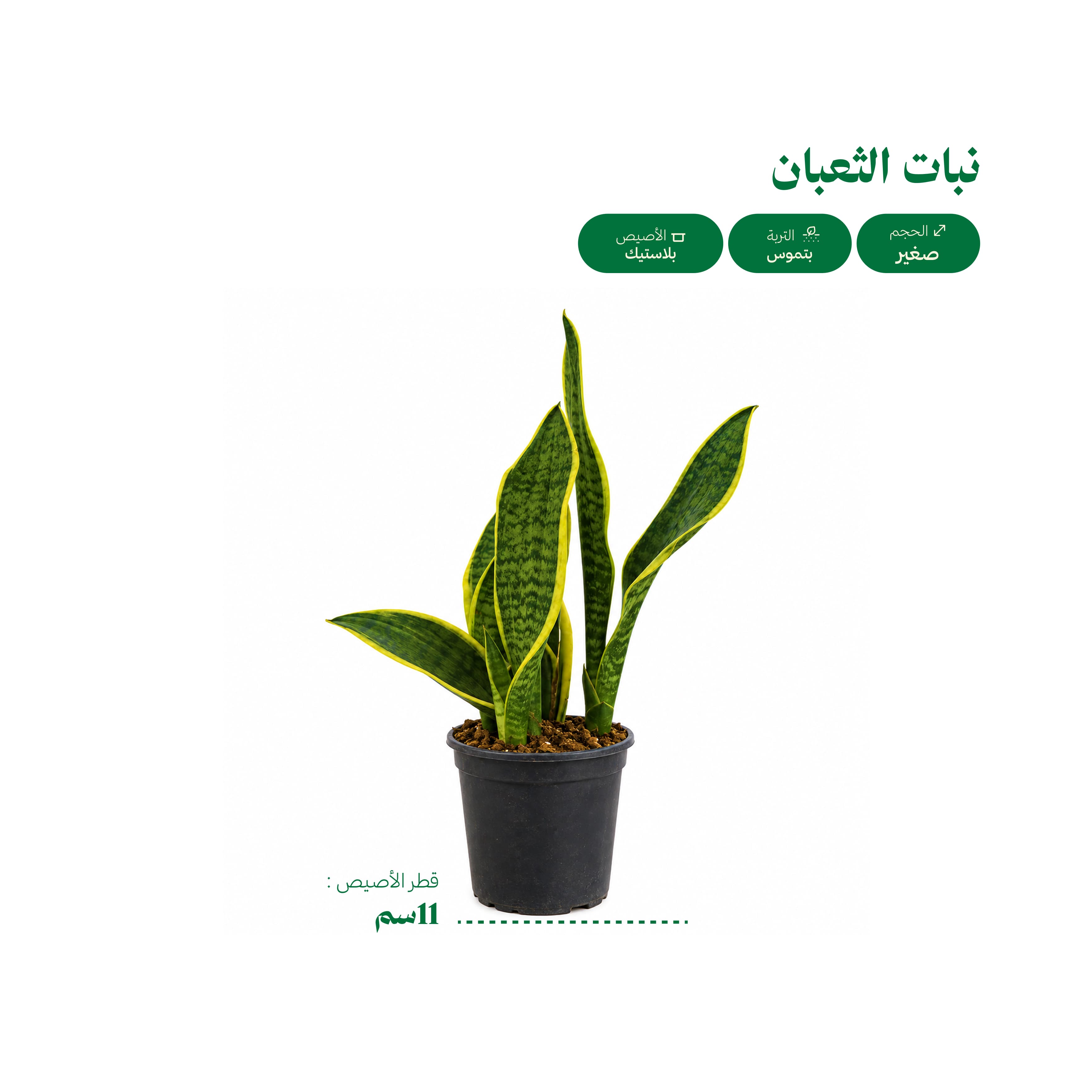 نبات الثعبان