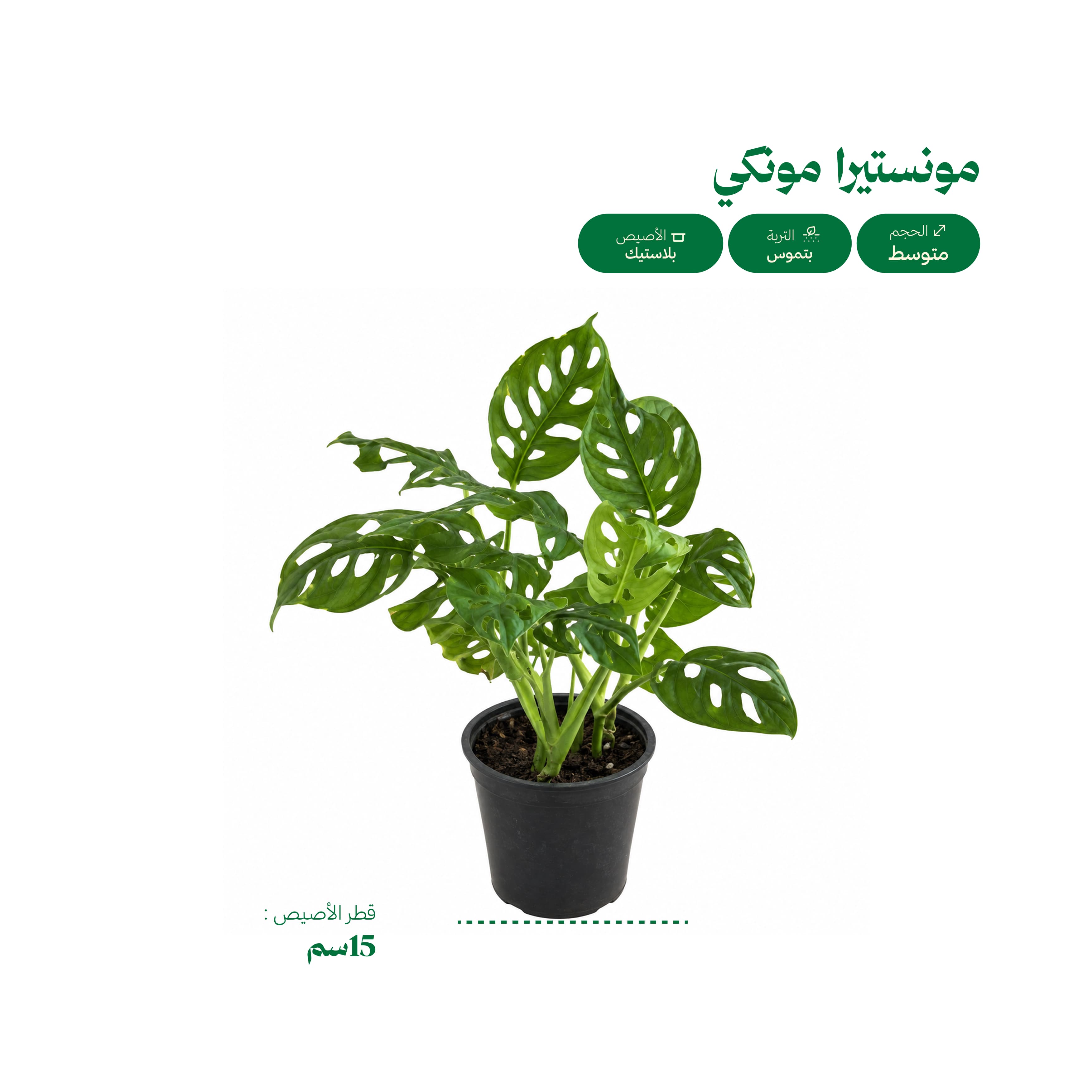مونستيرا مونكي