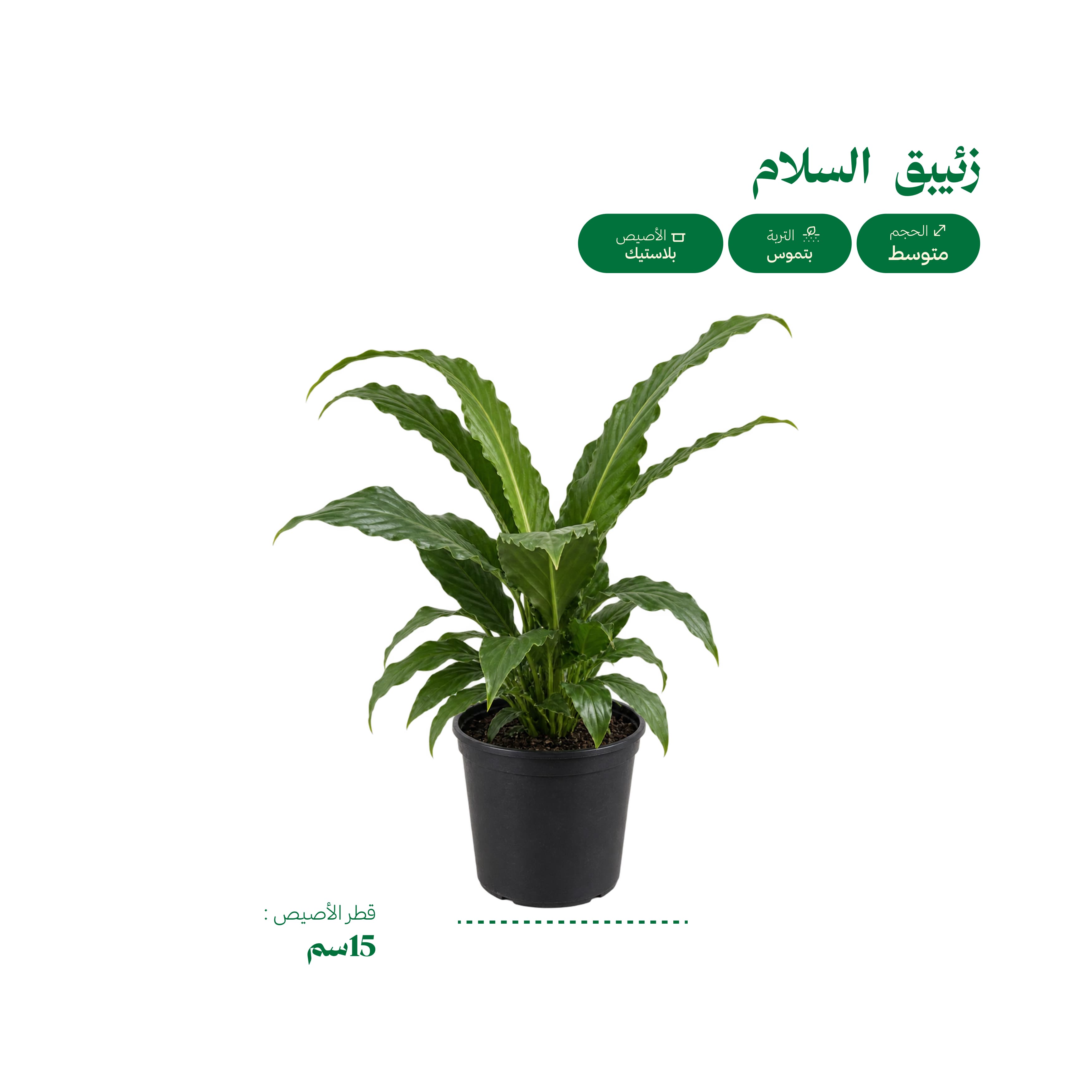 زئبق السلام (Spathiphyllum)